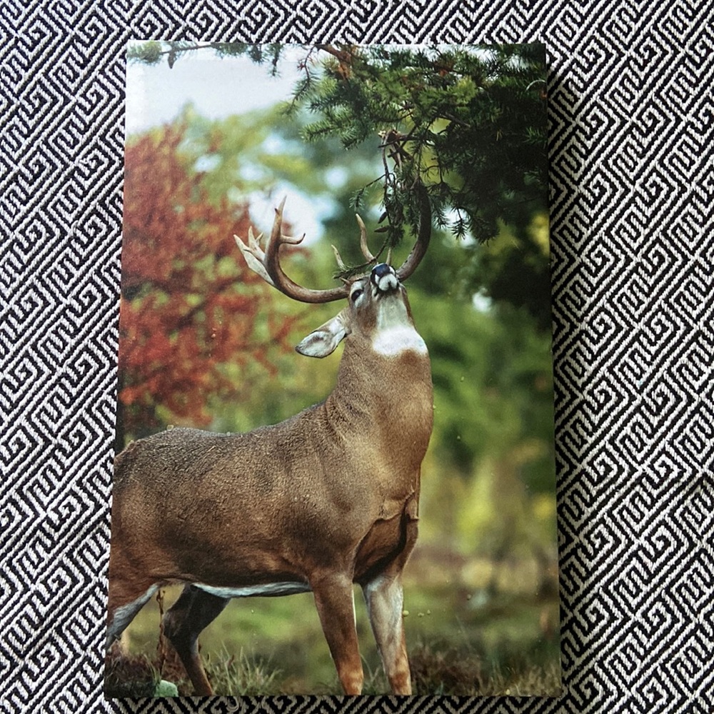 Canvas pic of deer in the wild